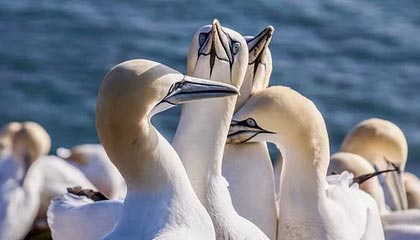 爱游戏登录入口-柏林赫塔主场告捷，实现反弹连胜，柏林赫塔球迷